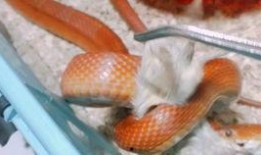 干饭公司爆料视频